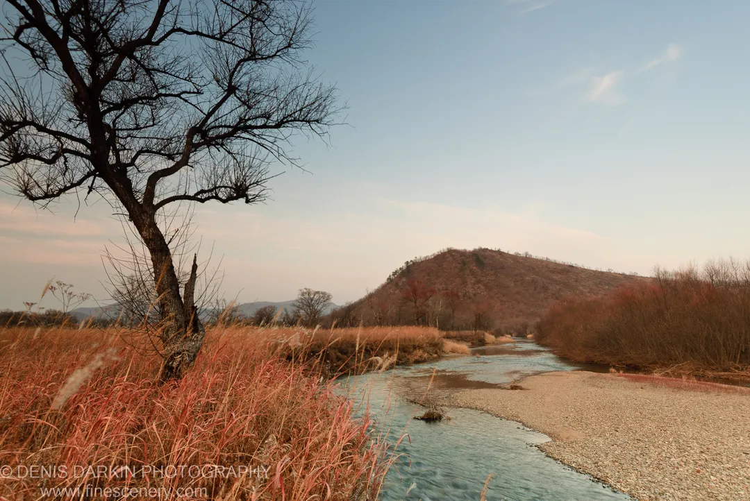 A stark leafless tree stands on the Komissarovka gravel bank, its branches spread against a pale sky above the flowing river.