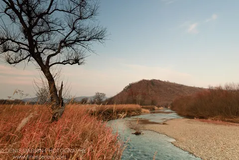 A stark leafless tree stands on the Komissarovka gravel bank, its branches spread against a pale sky above the flowing river.