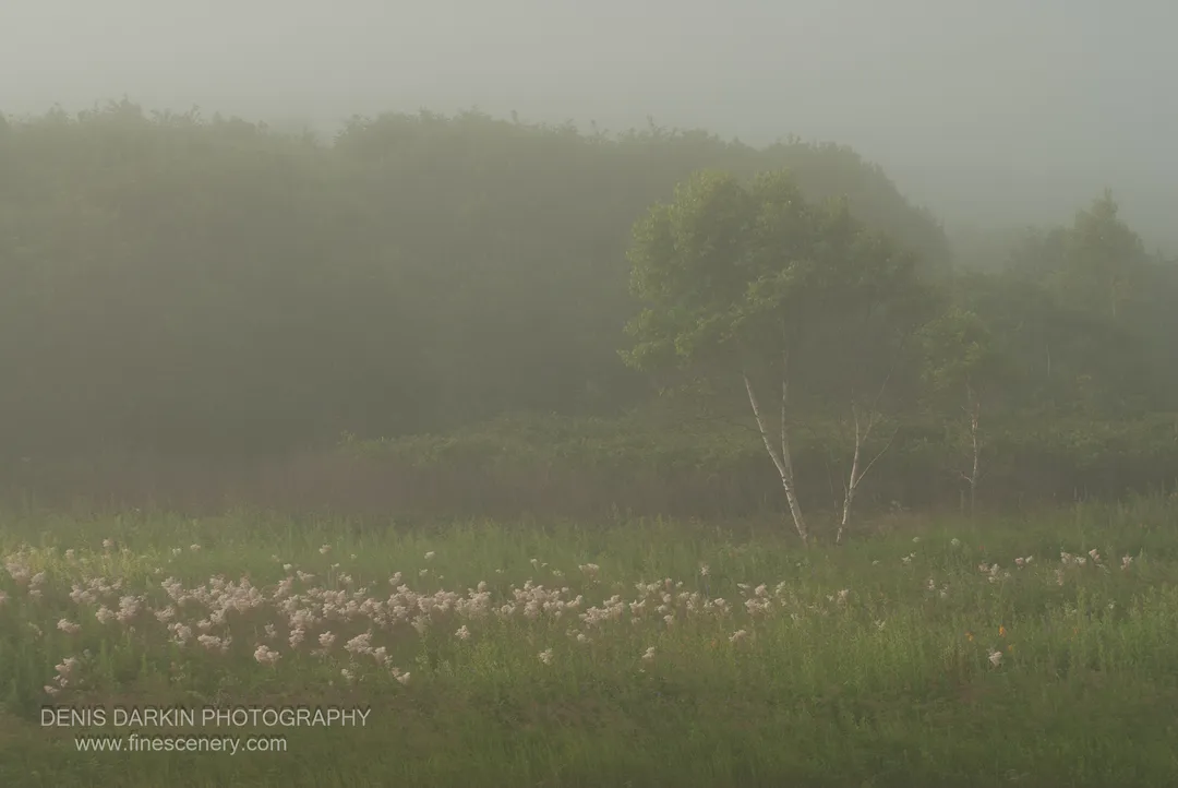 Two slender birch trees stand in a wildflower meadow at Vladimir Bay, their pale trunks visible through mist-softened light in August.