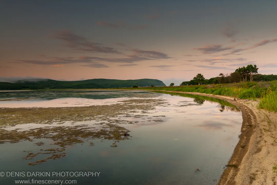 A calm bay shoreline at evening near Vladimir Bay reflects pink and violet clouds, patches of floating vegetation drifting in shallow water.