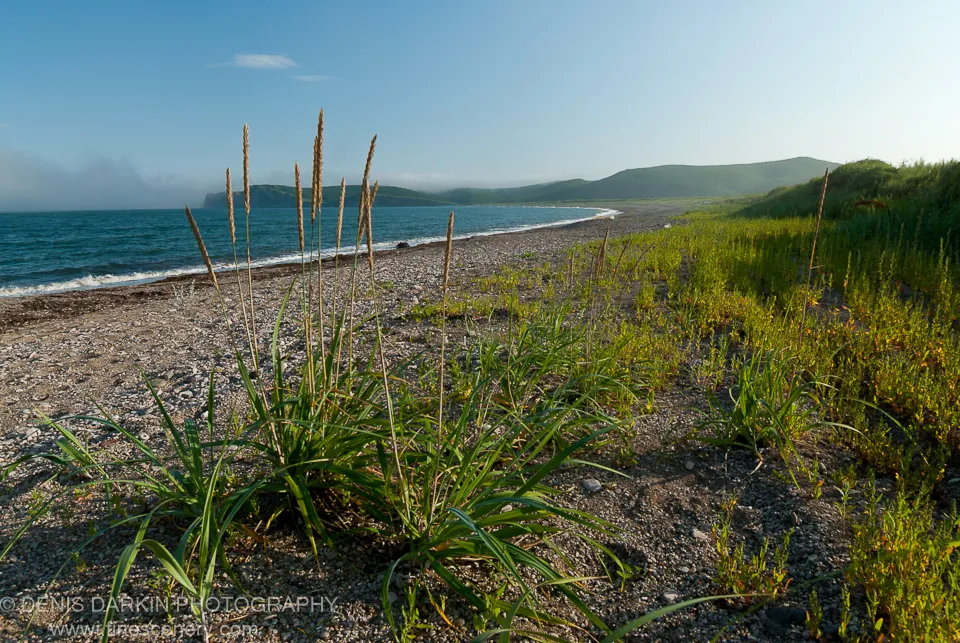 Feathery seed heads of tall beach grass rise from a gravel foreground at Topauza Bay, with blue water and haze-wrapped coastal hills in the distance.