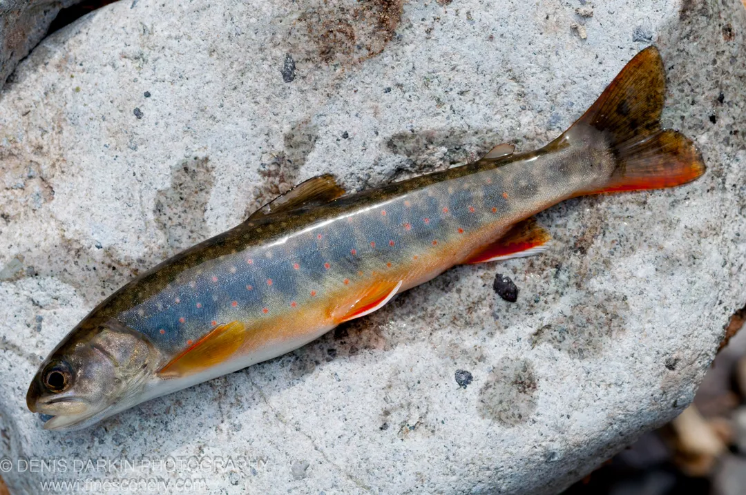 A wet rainbow trout rests on a granite boulder at the Samarga River, its iridescent flanks and orange fins visible against grey stone.