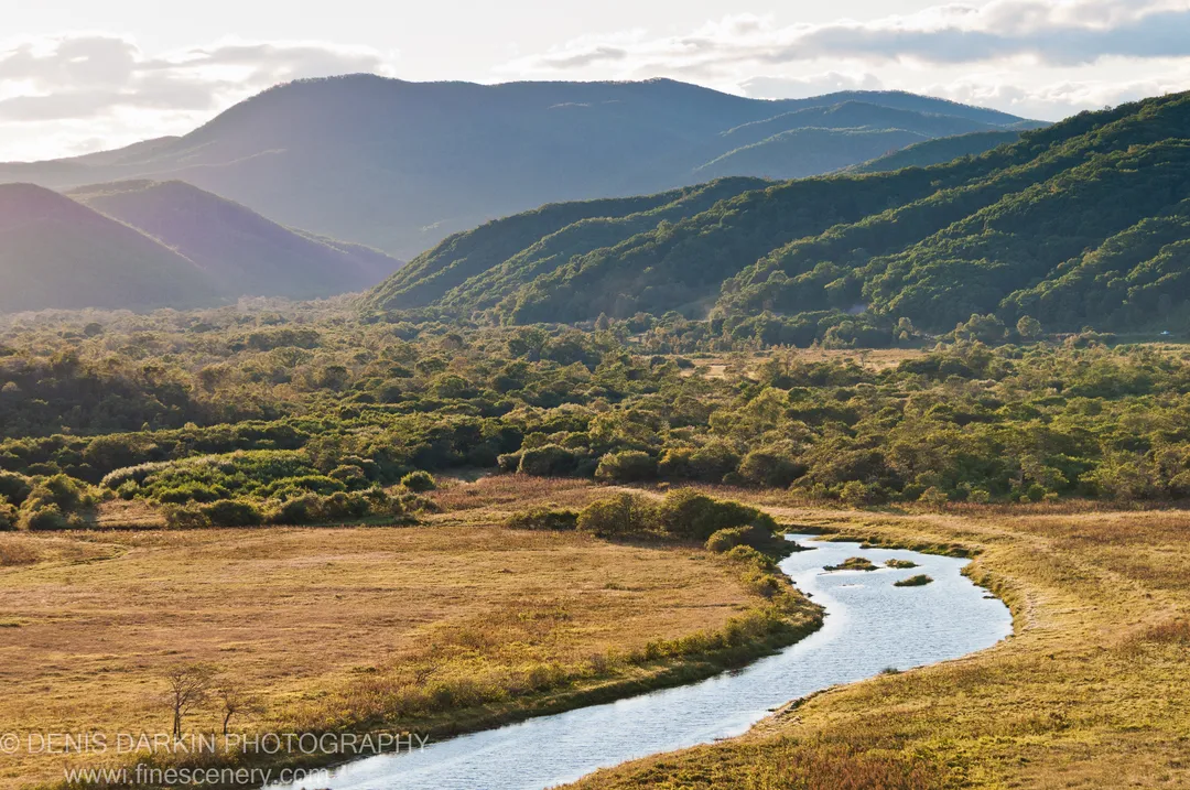A meandering river crosses a golden meadow toward dense forest and hazy mountains at golden hour, Samarga River valley.