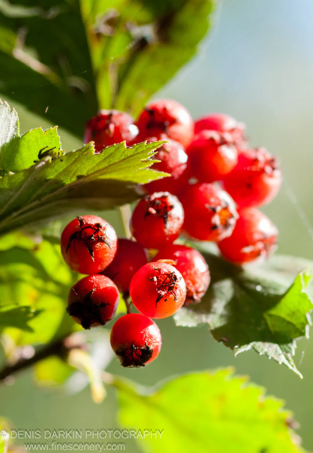 Cluster of red berries hang amid green foliage in strong sunlight, with a small spider perched on a serrated leaf near the Samarga River.