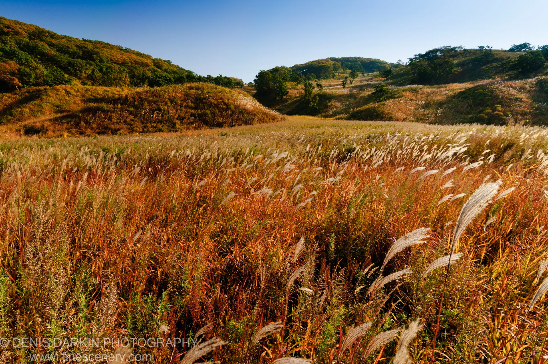 Tall feathery reed plumes fill the foreground against rolling hills and tree-covered slopes under a blue October sky at Falshivy Poyma.