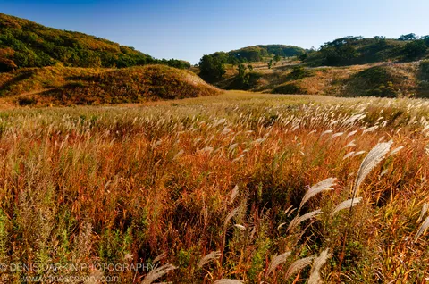 Tall feathery reed plumes fill the foreground against rolling hills and tree-covered slopes under a blue October sky at Falshivy Poyma.