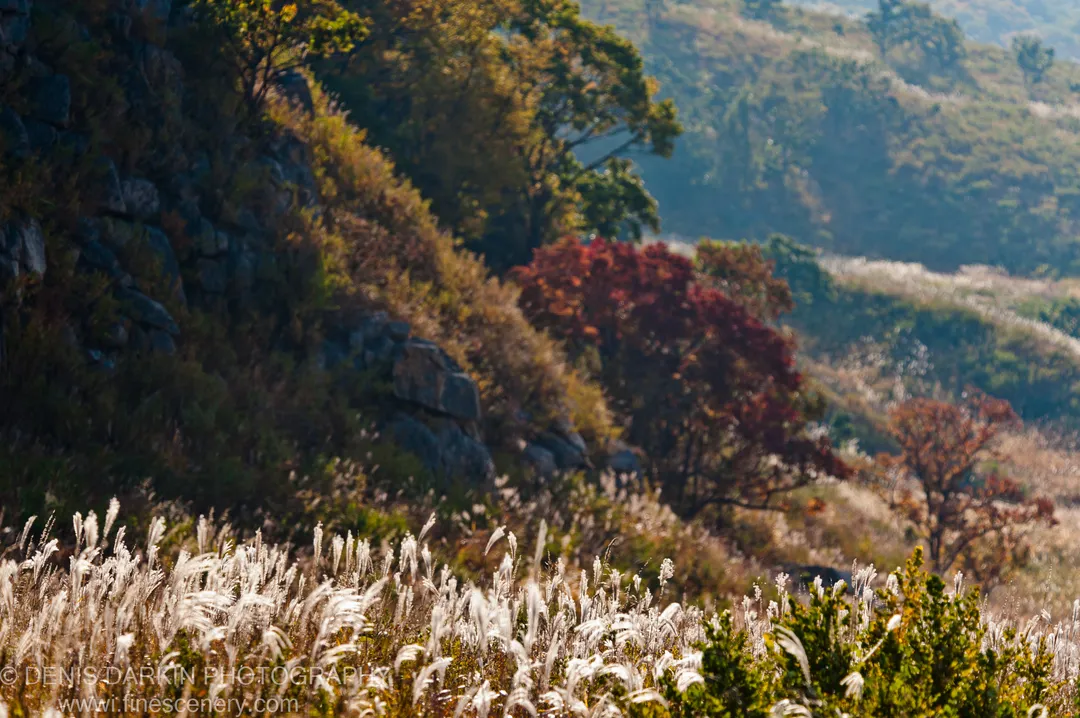 Tall white feathery grasses catch sharp sunlight in the foreground, with a red-leafed tree on a rocky hillside receding into hazy blue mountains.