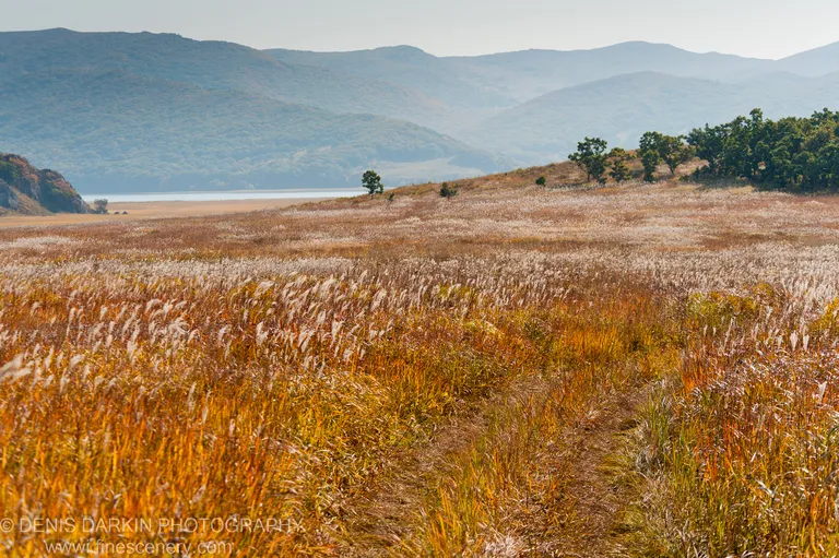Grassland