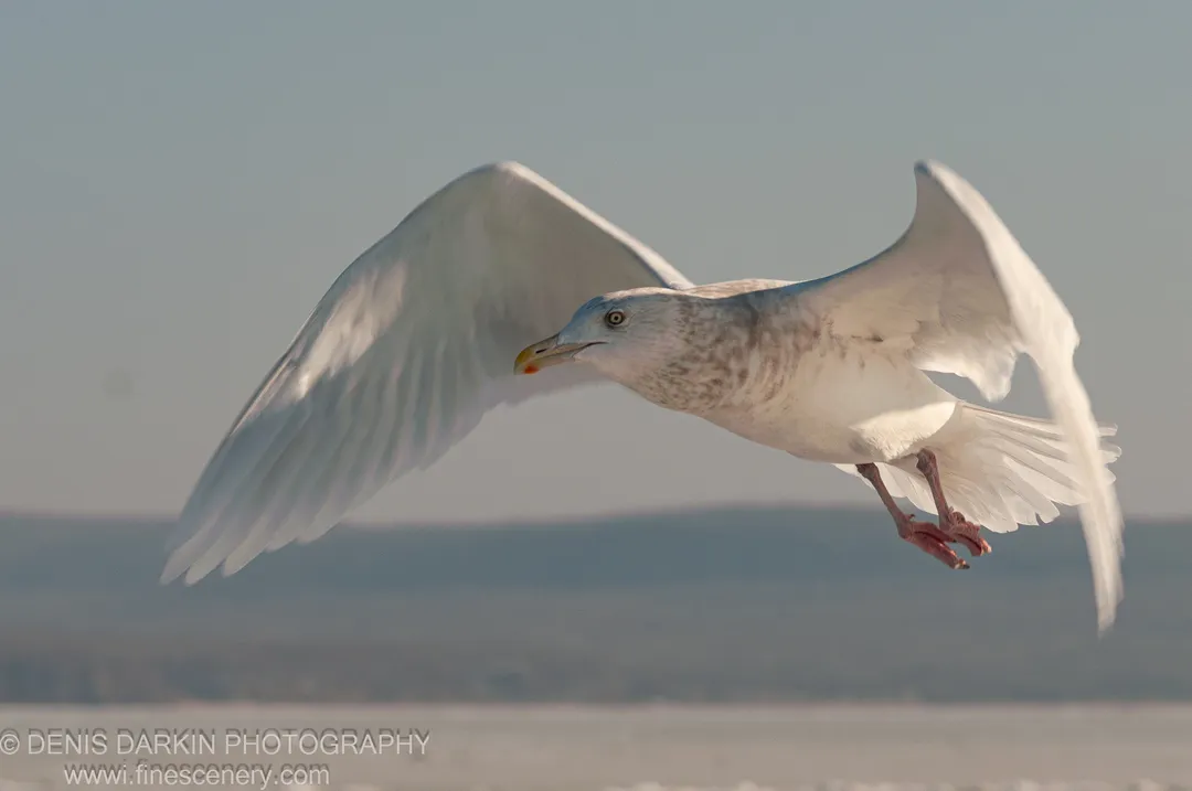 A seagull soars with wings extended against a hazy winter sky, the Vladivostok coastline dissolving into muted blues below, January 2012.