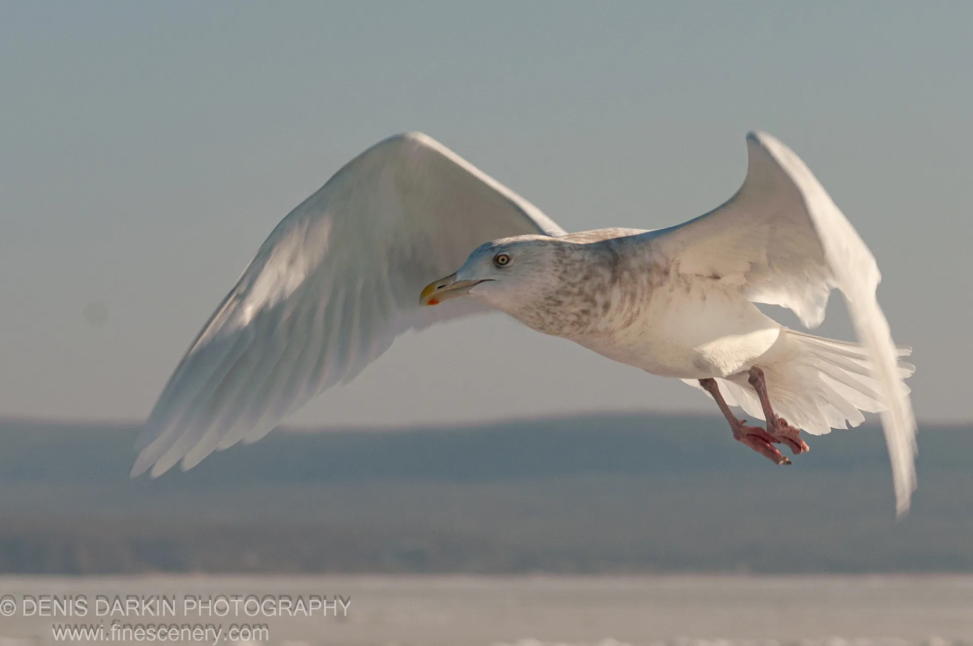 A seagull soars with wings extended against a hazy winter sky, the Vladivostok coastline dissolving into muted blues below, January 2012.
