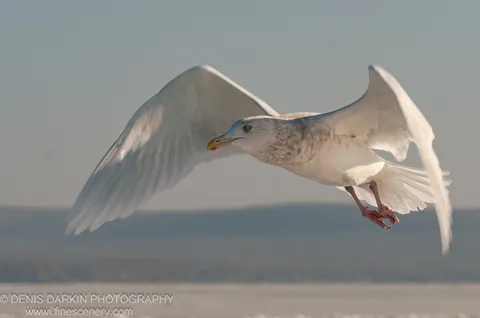 A seagull soars with wings extended against a hazy winter sky, the Vladivostok coastline dissolving into muted blues below, January 2012.