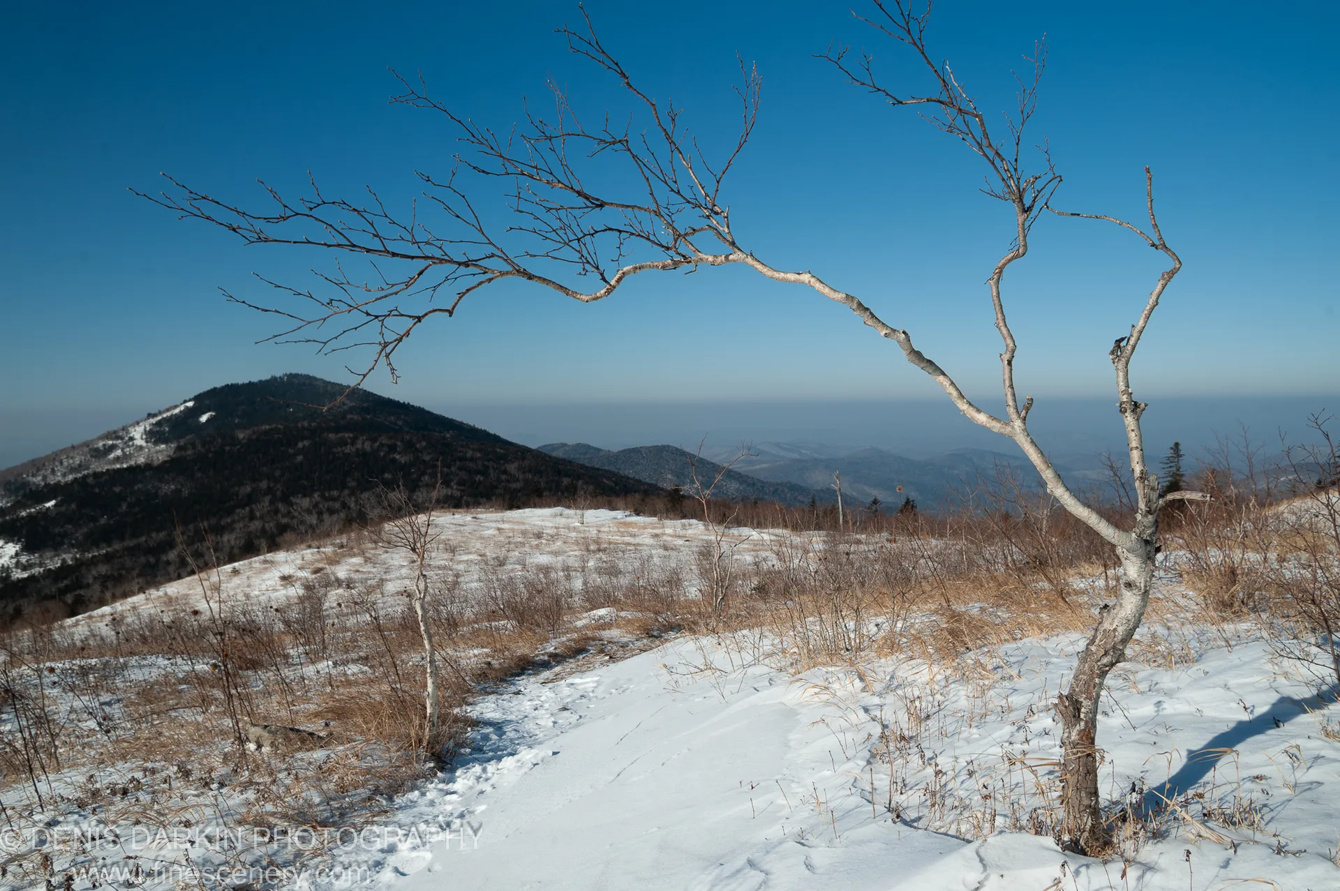 A lone birch tree with bare branches stands against a deep blue winter sky above snow-patched slopes on Vorobey Mountain.