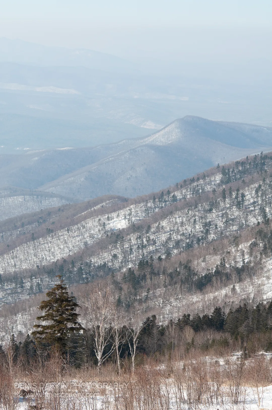 Layered mountain ridges recede into pale blue winter haze at Vorobey Mountain, with snow-dusted slopes and a lone spruce in the foreground.