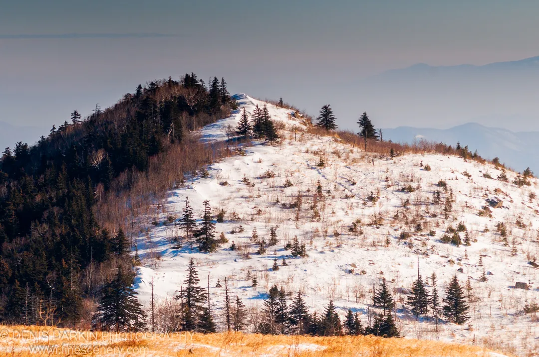 A snowy ridge at Vorobey Mountain with dense conifers on the left and sparse pines on the bright right slope, golden grass in the foreground, January 2012.