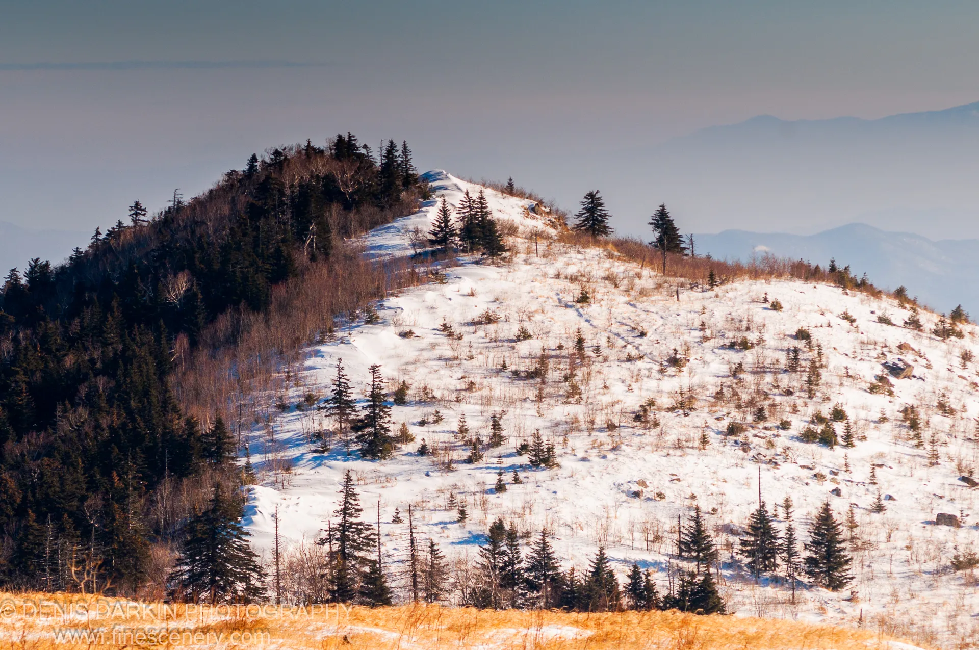 A snowy ridge at Vorobey Mountain with dense conifers on the left and sparse pines on the bright right slope, golden grass in the foreground, January 2012.