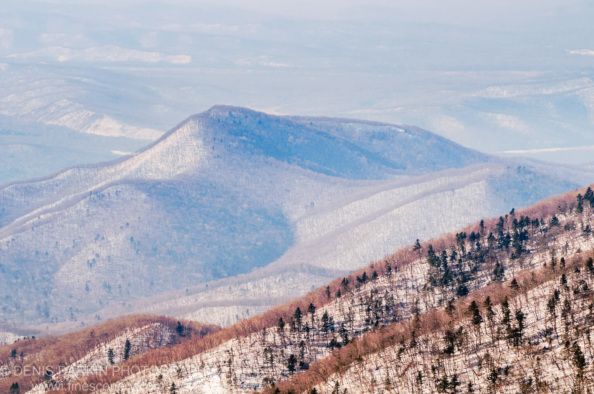 Dark conifers and bare deciduous trees on a snowy diagonal slope at Vorobey Mountain, blue rolling hills fading into haze beyond, January 2012.
