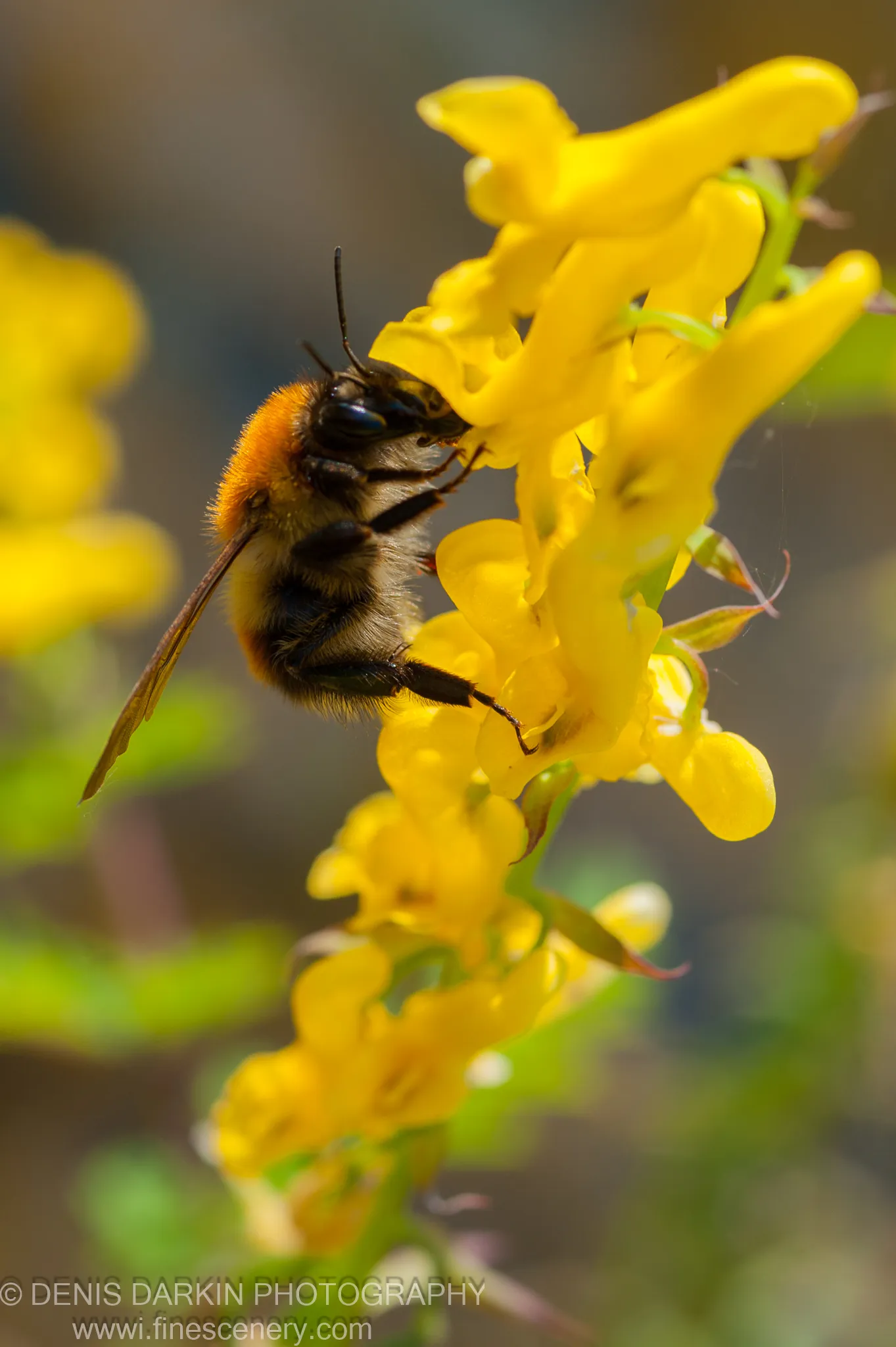 A bumblebee clings to bright yellow broom flowers in Primorsky Krai, its orange thorax and translucent wings sharp against soft green bokeh.