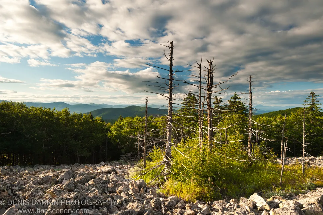Skeletal dead trees rise from a boulder-strewn slope on Kamenistyaya Mountain, with a wall of green forest transitioning to hazy blue ridges under cumulus cloud.