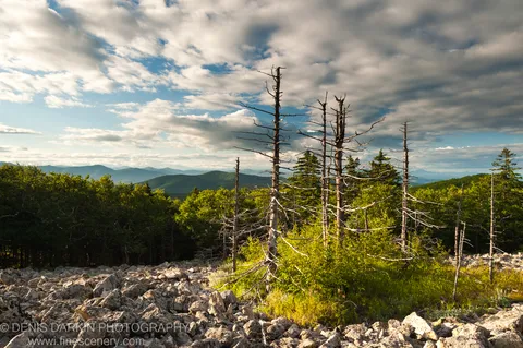 Skeletal dead trees rise from a boulder-strewn slope on Kamenistyaya Mountain, with a wall of green forest transitioning to hazy blue ridges under cumulus cloud.