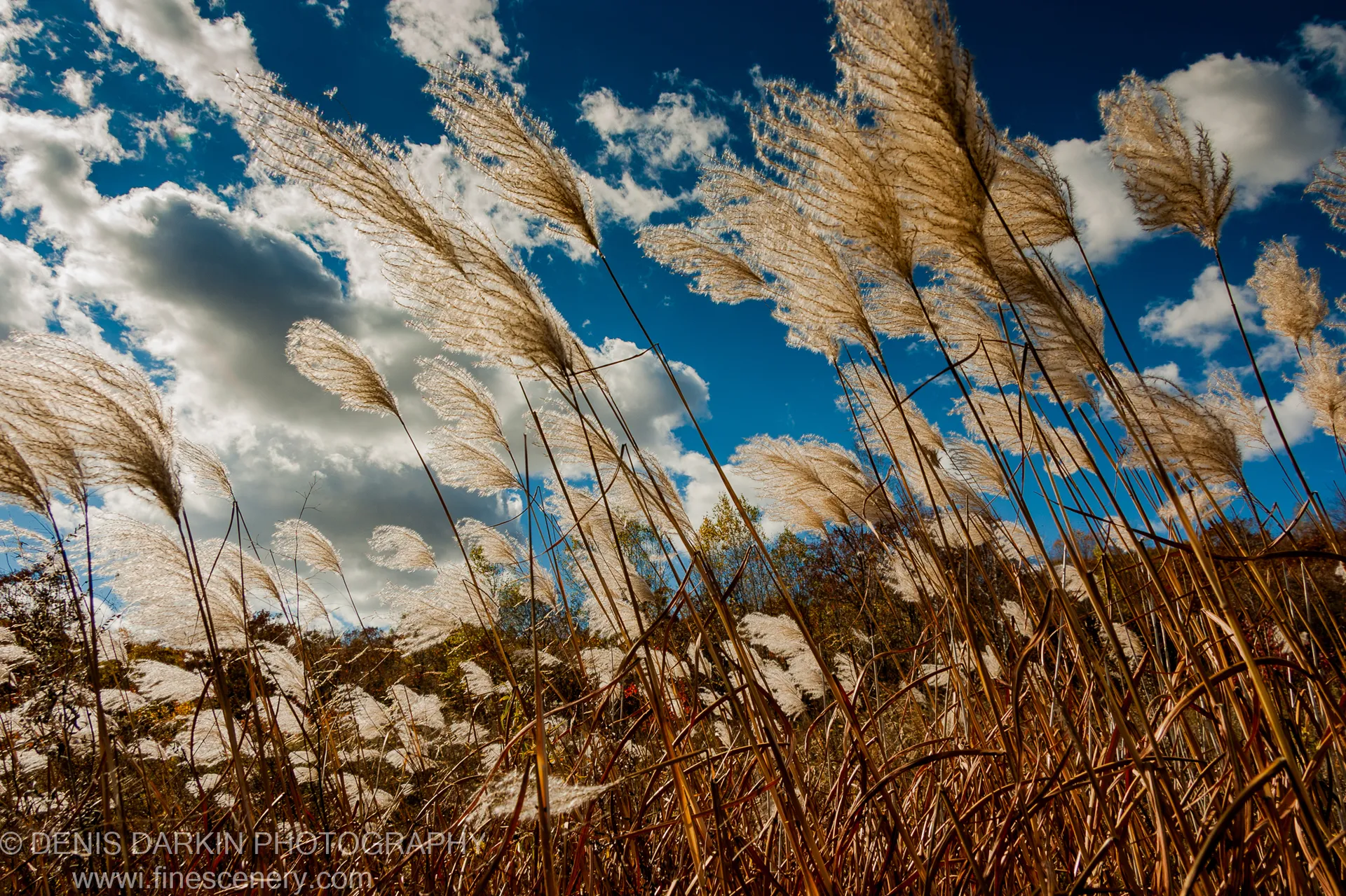 Silver-plumed grass seed heads stand in the foreground against a cobalt blue sky with white cumulus clouds, Komissarovka River, Primorsky Krai. Late autumn.