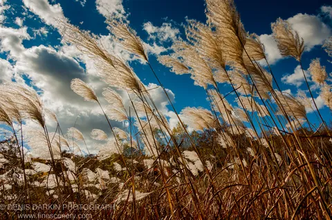 Silver-plumed grass seed heads stand in the foreground against a cobalt blue sky with white cumulus clouds, Komissarovka River, Primorsky Krai. Late autumn.