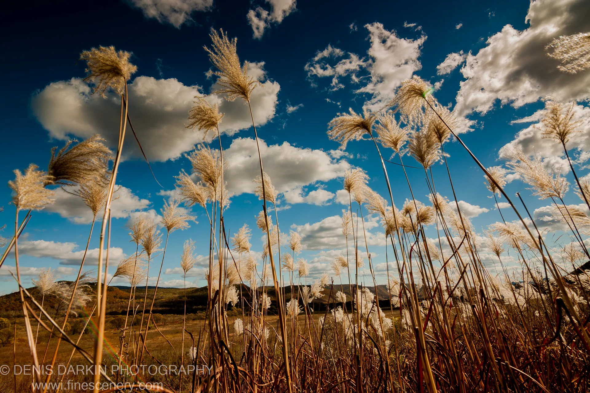 Tall dried reed stalks rise against a deep blue sky at the Komissarovka River, with white cumulus clouds and hazy autumn hills in the distance.