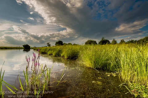 Purple loosestrife in the foreground of Hanka Lake at golden hour, with tall reeds and cloud reflections on the water.
