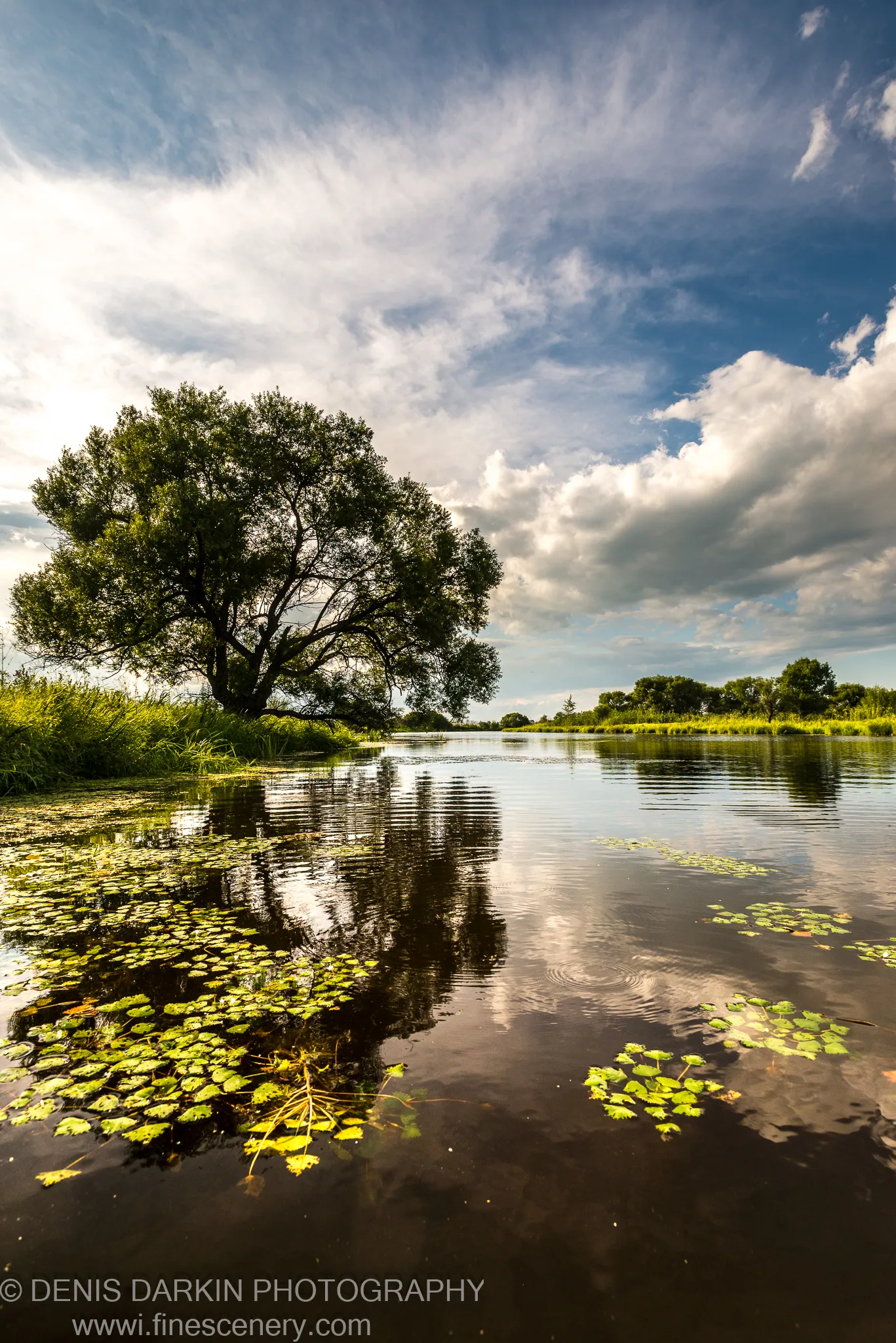 A solitary tree stands at the bank of Hanka Lake at golden hour, with lily pads on dark water reflecting the cloudy sky.