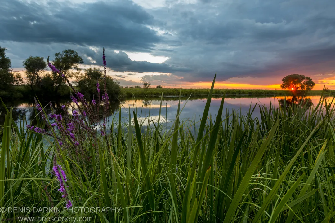 Purple loosestrife and reeds at the edge of Hanka Lake in the evening, with storm clouds above and warm light on the horizon.