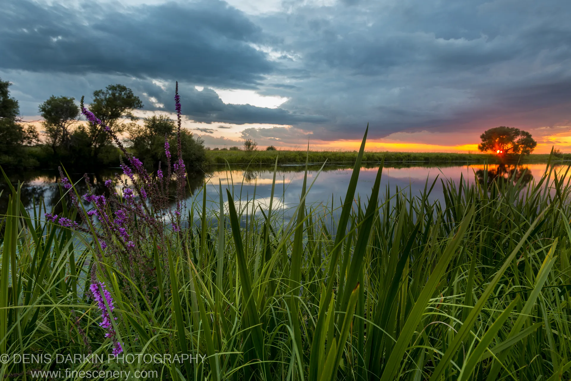 Purple loosestrife and reeds at the edge of Hanka Lake in the evening, with storm clouds above and warm light on the horizon.