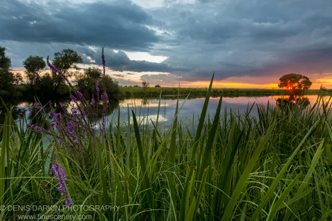 Purple loosestrife and reeds at the edge of Hanka Lake in the evening, with storm clouds above and warm light on the horizon.