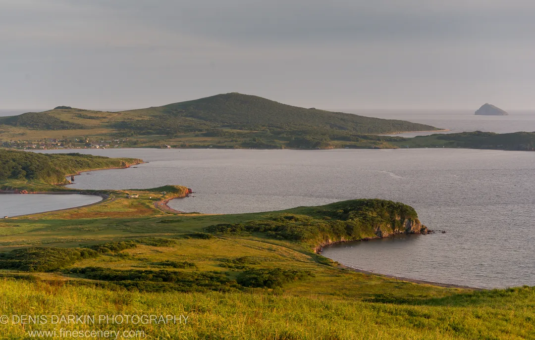 Tall grass in warm golden light on a Popov Island hillside at dusk, looking down toward a calm grey bay flanked by rolling green headlands.