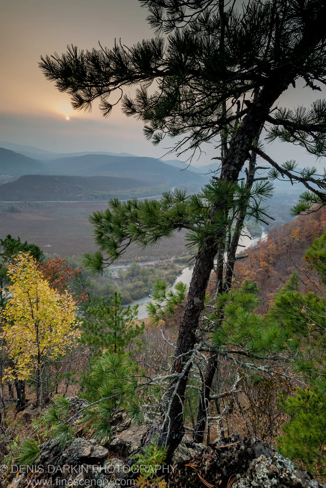 Silhouetted pine branch above the Iman River valley at sunset, with a rocky outcrop in the foreground and cool blue ranges in the distance.