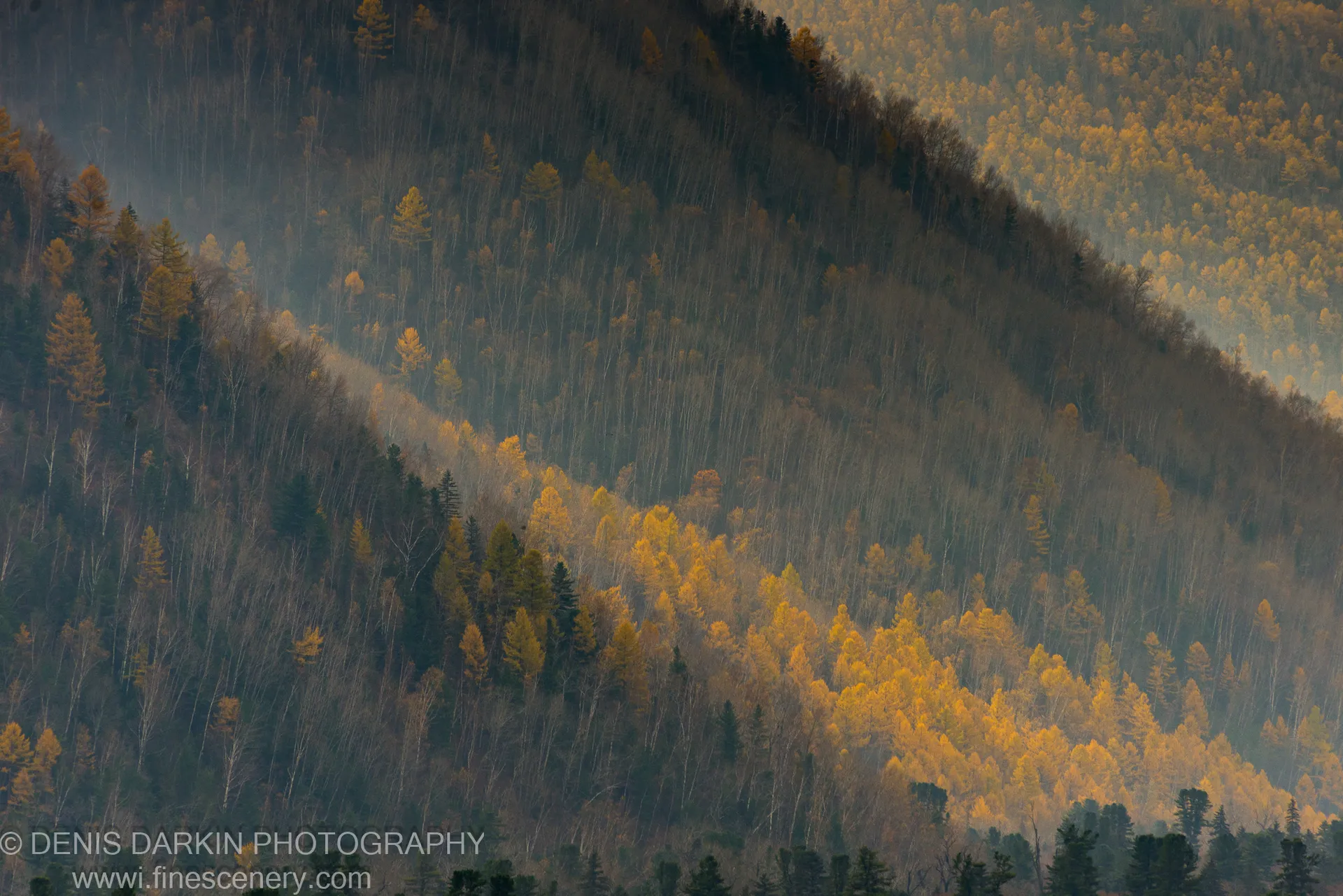 Steep forested ridge with golden larch and bare branches receding into blue atmospheric haze over layered ridgelines, Iman River area, Primorsky Krai.