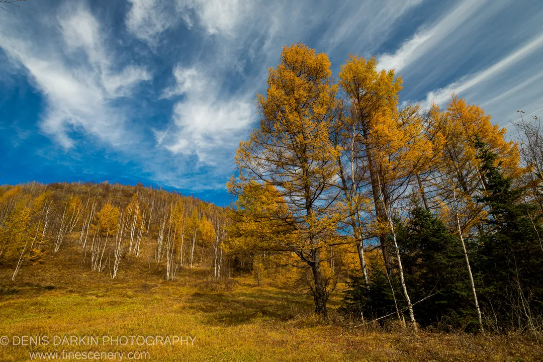 Bright yellow larches and white-barked aspens on a ridge above the Iman River, Primorsky Krai, against a deep blue October sky.