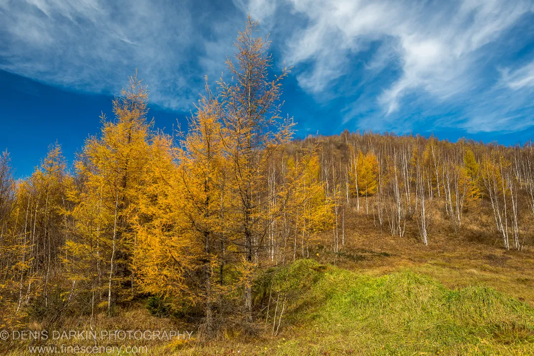 Tall larch trees with yellow autumn needles against a deep azure sky, white-barked birch rising up a forested hillside, Primorsky Krai.