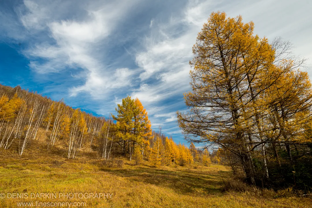 White-barked birch and golden larch on a sun-lit hillside, russet grass in the foreground, streaking cirrus in a deep blue sky, Primorsky Krai.