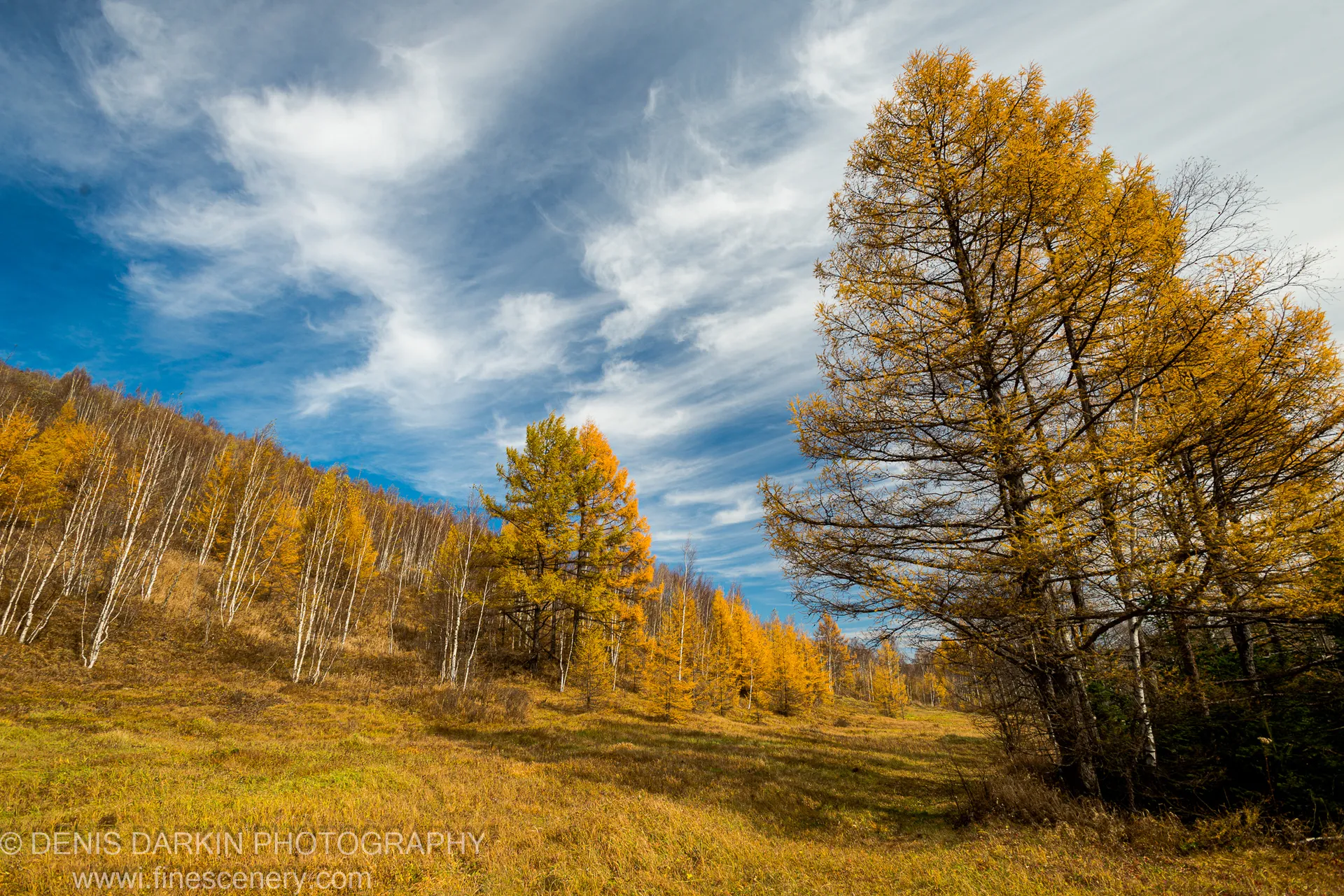 White-barked birch and golden larch on a sun-lit hillside, russet grass in the foreground, streaking cirrus in a deep blue sky, Primorsky Krai.