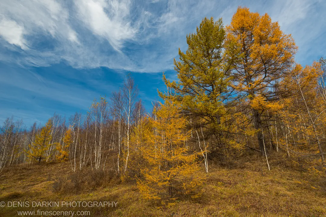 Steep hillside with golden larch above bare white trunks under a blue sky with wispy clouds, Primorsky Krai. Late autumn.