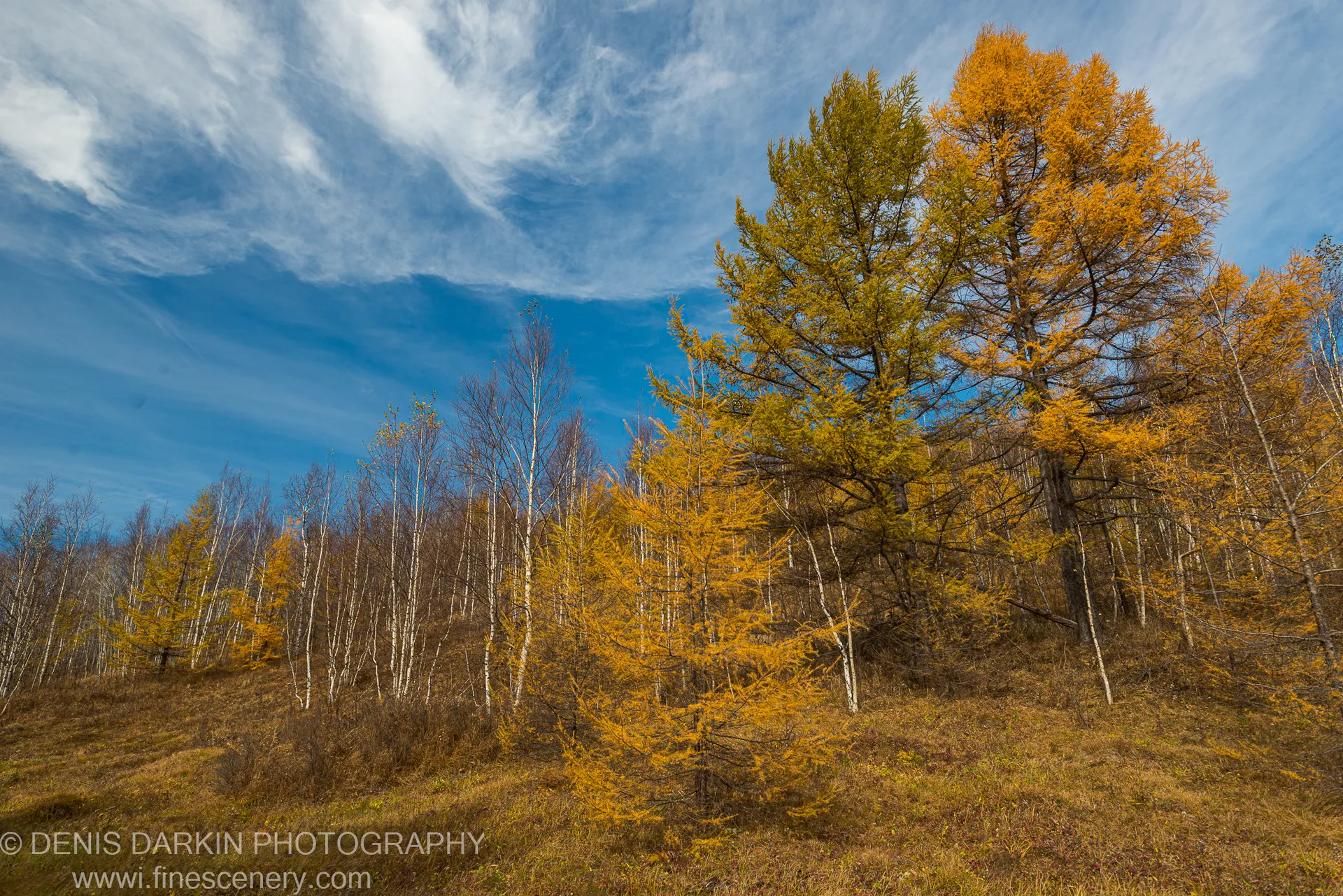 Steep hillside with golden larch above bare white trunks under a blue sky with wispy clouds, Primorsky Krai. Late autumn.