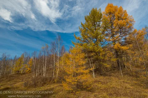 Steep hillside with golden larch above bare white trunks under a blue sky with wispy clouds, Primorsky Krai. Late autumn.