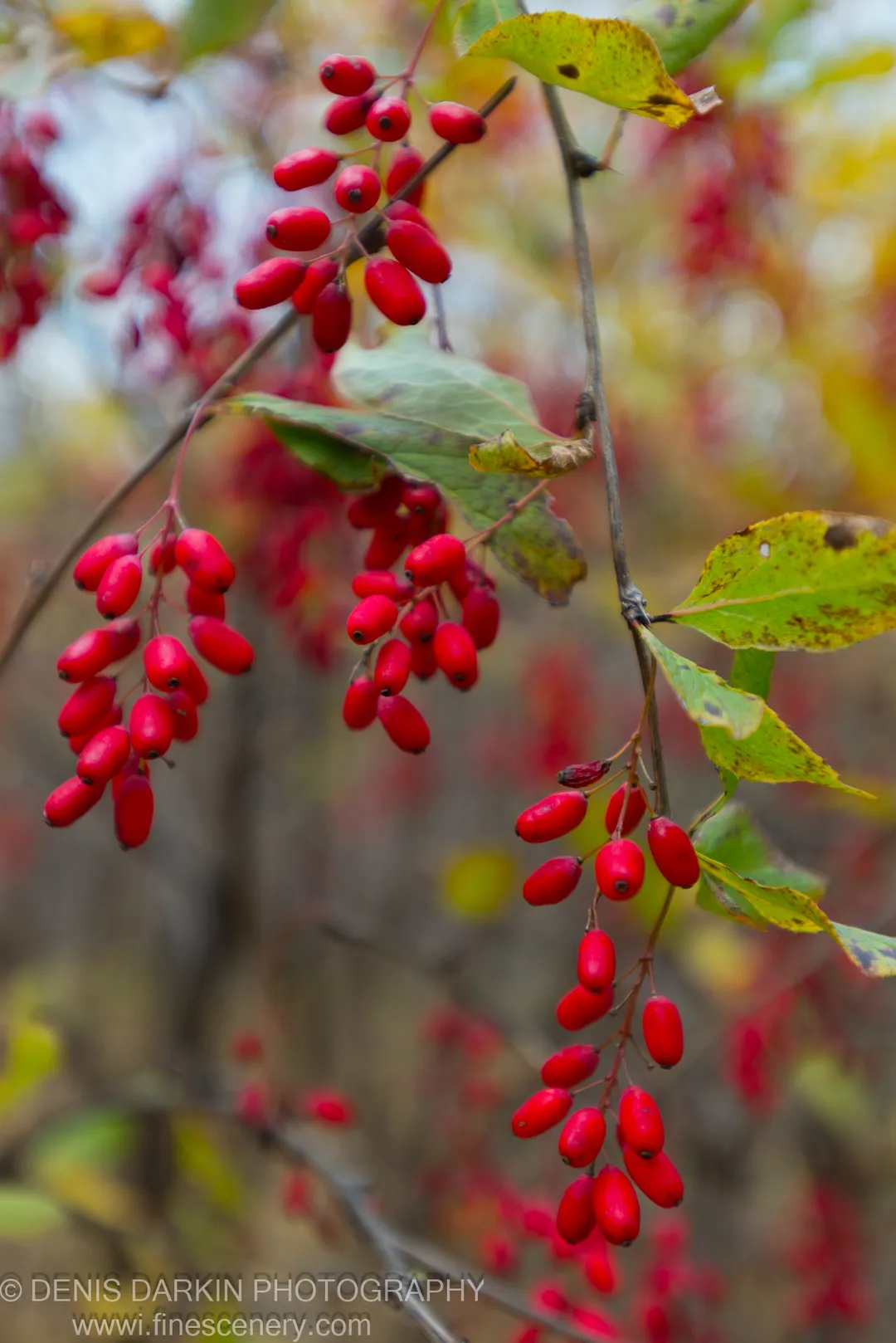 Close-up of smooth red berry clusters hanging from thin branches, sharp against a soft blur of autumn foliage, Primorsky Krai, October 2013.