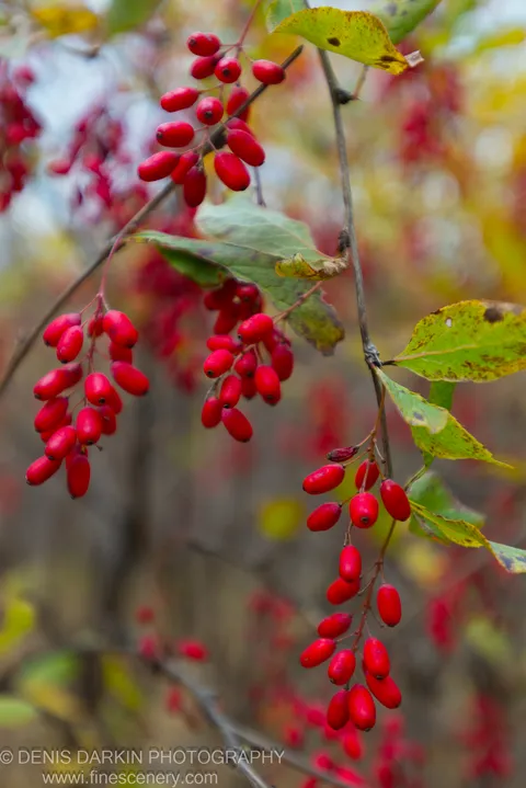 Close-up of smooth red berry clusters hanging from thin branches, sharp against a soft blur of autumn foliage, Primorsky Krai, October 2013.