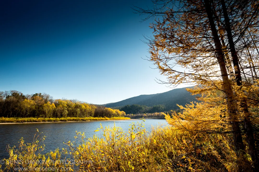 A solitary larch tree stands beside the river, golden needles backlit against a deep blue sky, calm water reflecting distant hillside tones, Primorsky Krai.