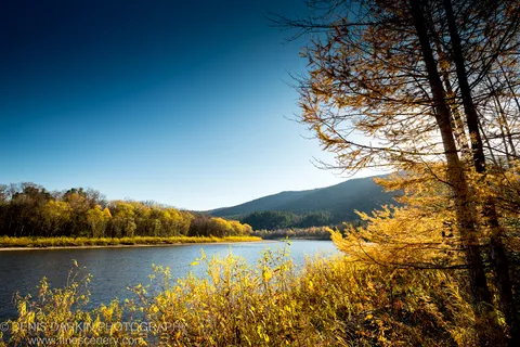 A solitary larch tree stands beside the river, golden needles backlit against a deep blue sky, calm water reflecting distant hillside tones, Primorsky Krai.