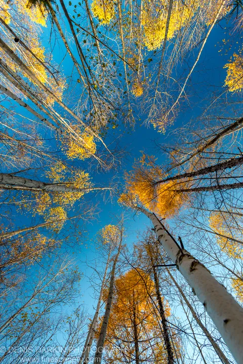 Upward view through a birch forest in late autumn, white bark vertical against brilliant golden foliage and a clear blue sky, Primorsky Krai.