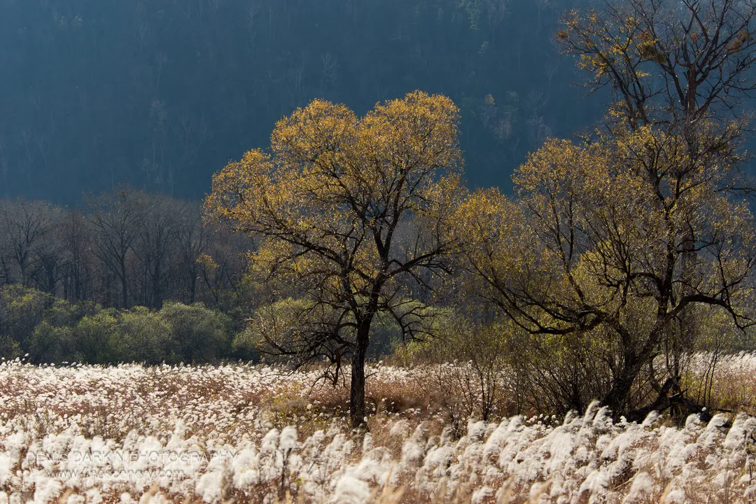 Feathery seed heads fill the foreground, with a cluster of golden deciduous trees set against a steep shadowed forest hillside, Iman River valley.