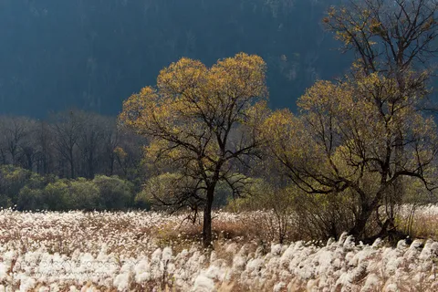 Feathery seed heads fill the foreground, with a cluster of golden deciduous trees set against a steep shadowed forest hillside, Iman River valley.