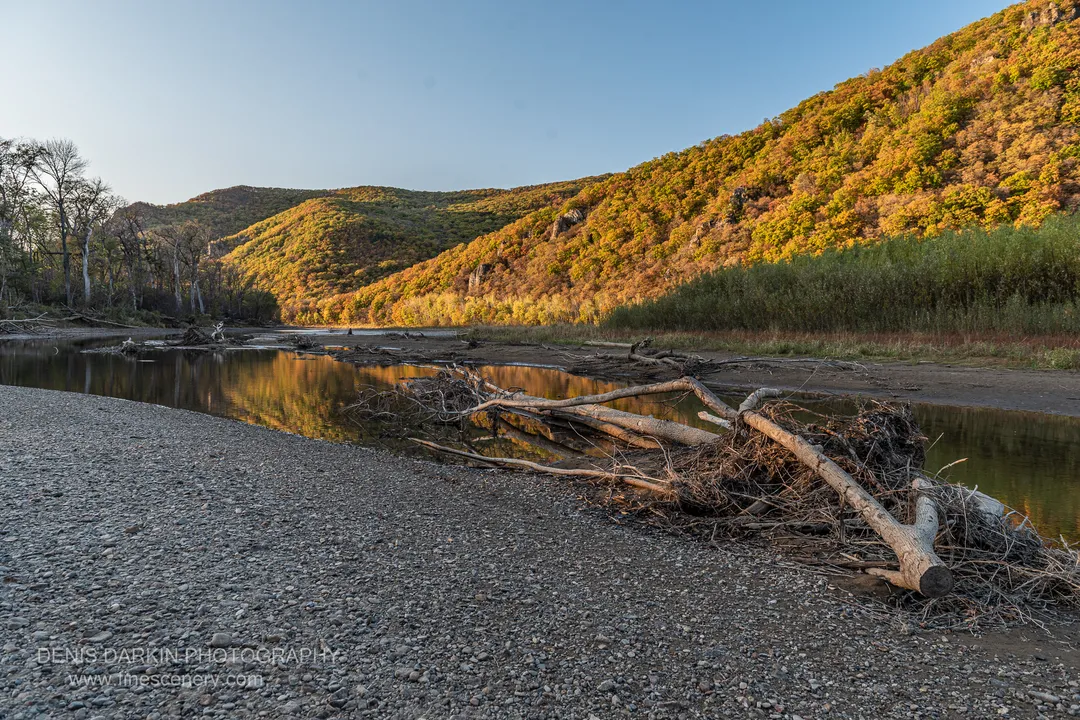 Warm afternoon light on an autumn hillside mirrored in calm river water, textured foreground with fallen trees, Primorsky Krai, October 2019.