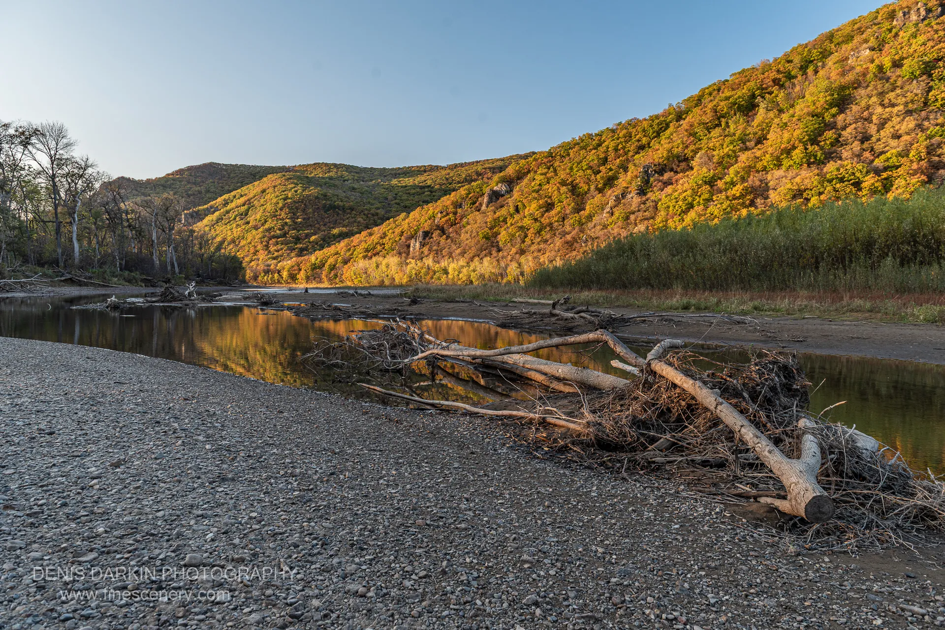 Warm afternoon light on an autumn hillside mirrored in calm river water, textured foreground with fallen trees, Primorsky Krai, October 2019.